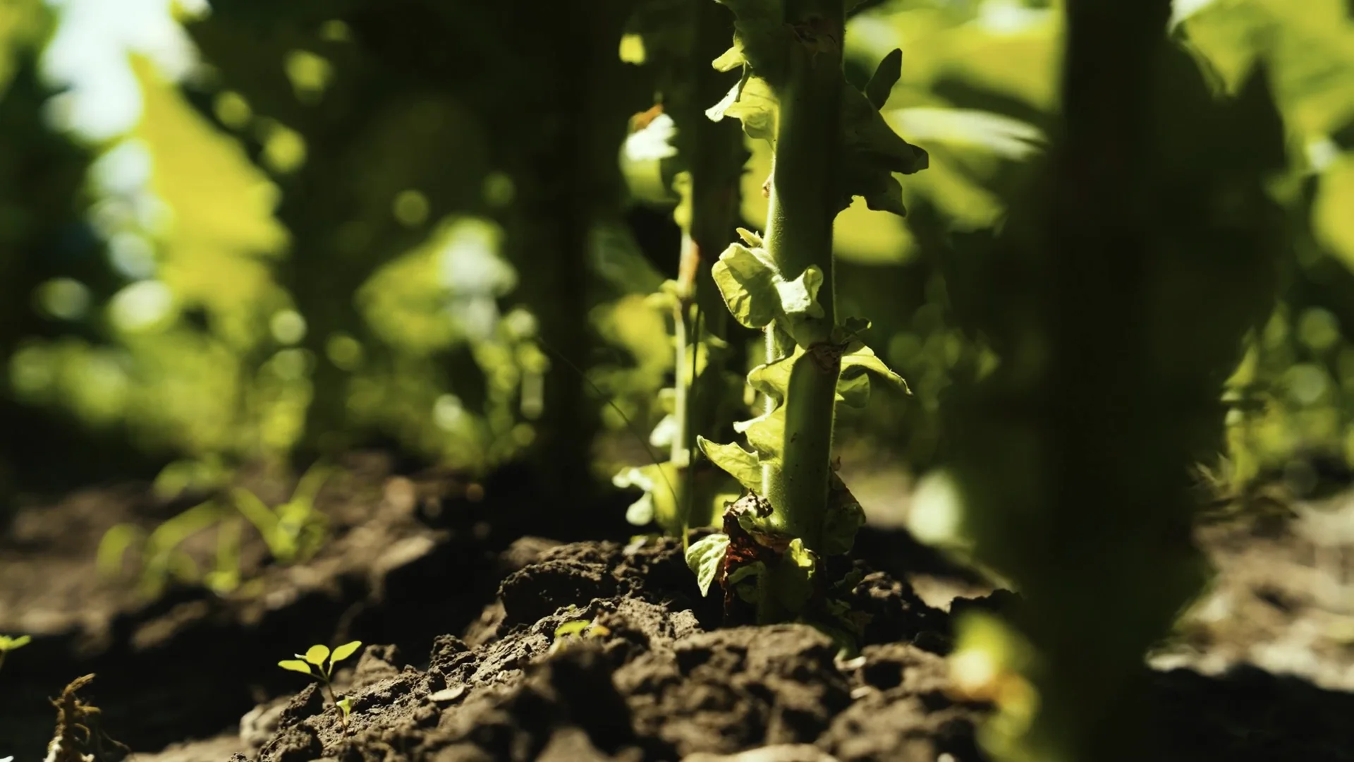 Tobacco growing in the fields of Vuelta Abajo